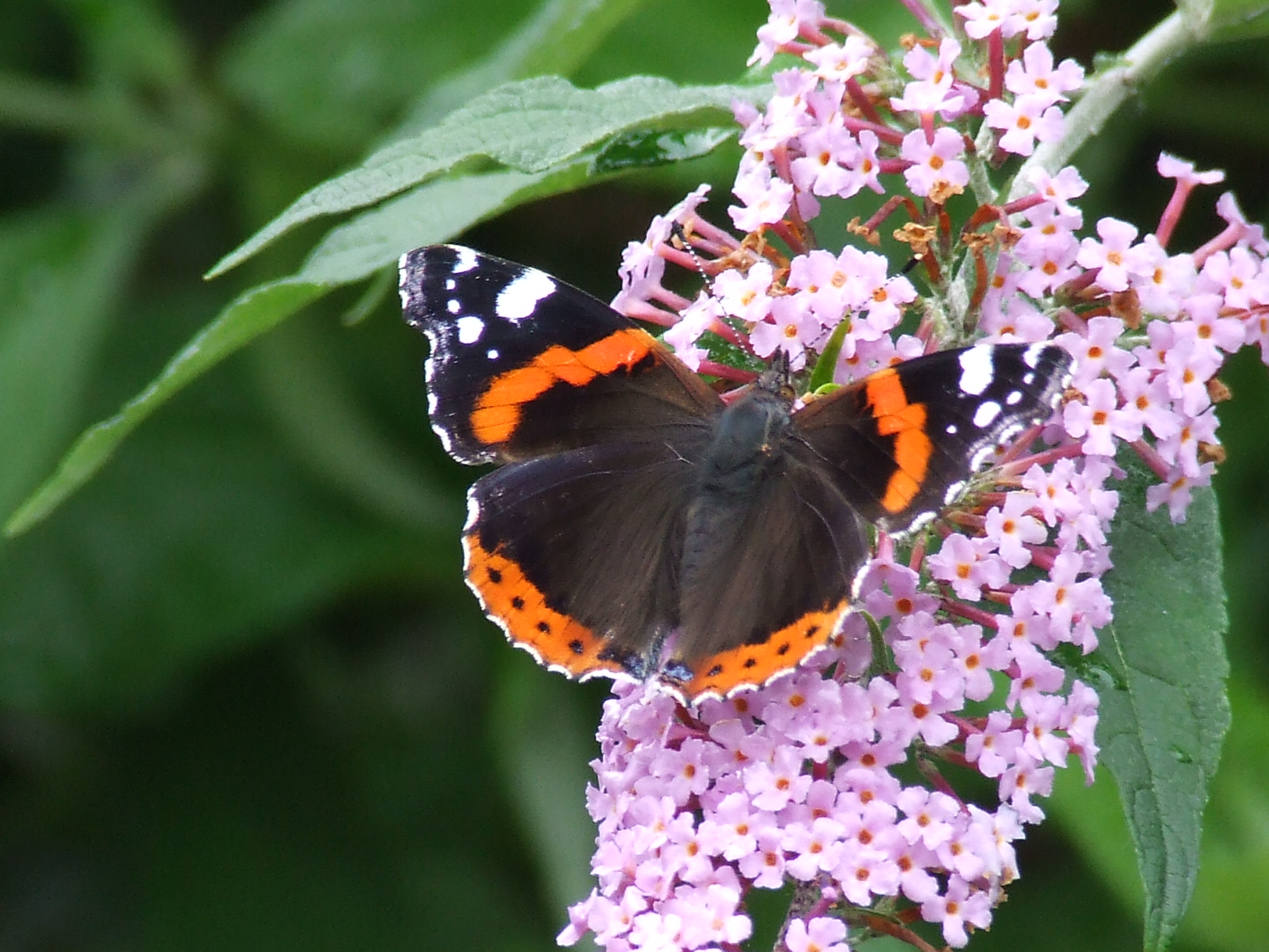 RED ADMIRAL Bill Bagley Photography